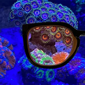 Coral Glasses UV Brille